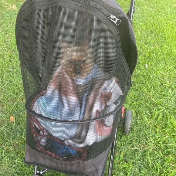 Meet your Posher, Harper - Picture 5 of 14